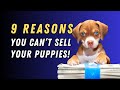 9 reasons you cant sell your puppies