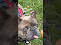 OMG 2 FRENCHIES 1 DIDNT HAVE A BONE FRENCH BULLDOG #frenchbulldog #frenchbulldoglife