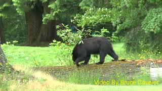 Black Bear in Central Park Pitch and Putt Burnaby B C Canada