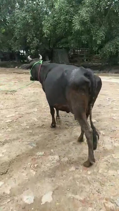 Diary farming।cow farm#diary #diaryfarming #diaryfarminijindua#shoertvideo #shortsvideo