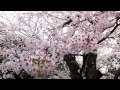 Sakura en Tokyo 2014. 1