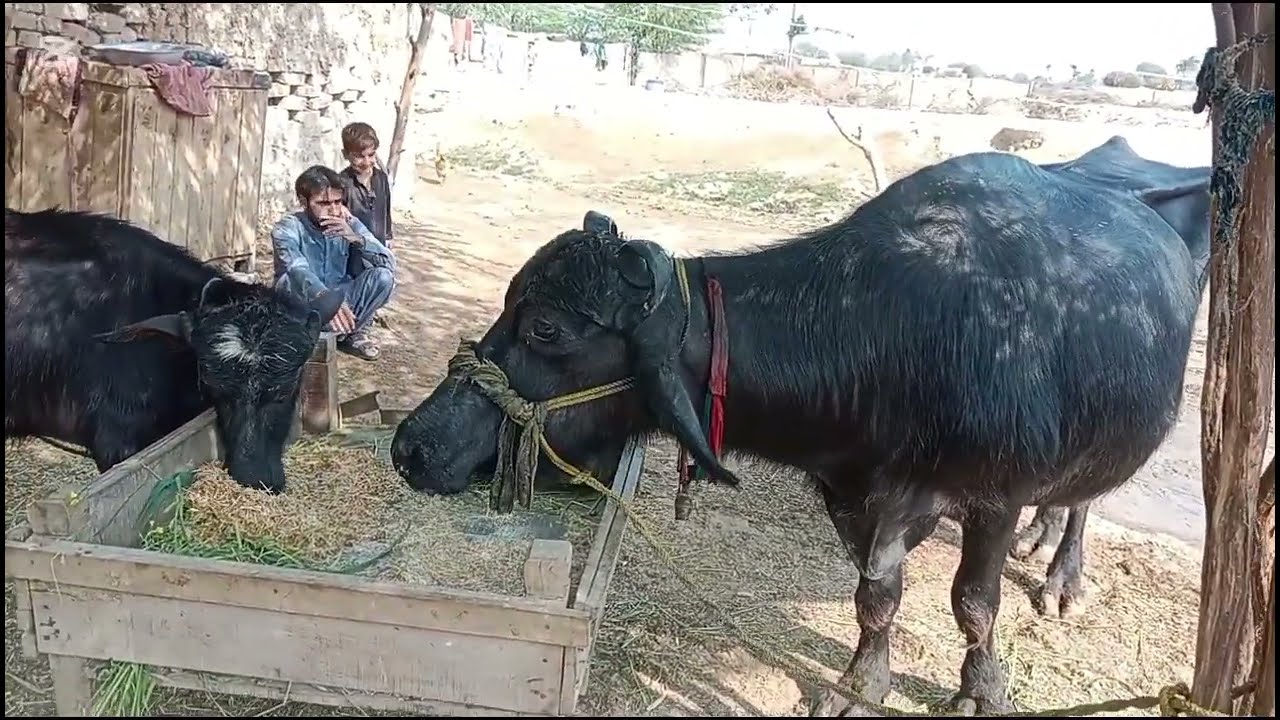 خوراک کے ذریعے زہر کا جانا Poisoning through food