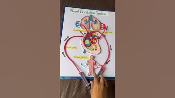 Blood circulation working model school project #schoolproject #scienceproject