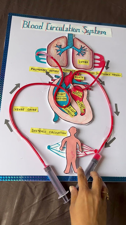Blood circulation working model school project #schoolproject #scienceproject
