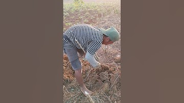 Umbi Singkong Garuda Super Panjang#shorts #bertani #farming #singkong #dharmayasaberkarya