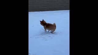 ❄❄The Dog Has So Much Fun Playing In The Snow #Pets #Dog #Cutedog #Shorts