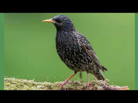Starling Noises What Do Starlings Sound Like