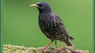 Starling Noises - What Do Starlings Sound Like?