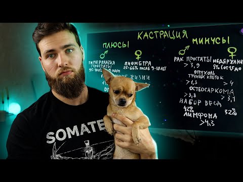 Кастрация собак - за и против / Зачем нужна стерилизация?