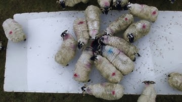 Leaning into the Wind: Andy Goldsworthy / Thomas Riedelsheimer 2017 / Germany