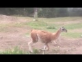 Guanaco mom and kid running and playing