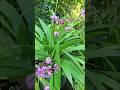Cテ Y ト黛サ蟻 Lan Grandmasgarden Peacefullife Garden Plants Orchids Nature Quテェhニーニ Ng Vuonnhngoaitv Cテ Y ト黛サ蟻 Lan Grandmasgarden Peacefullife Garden Plants Orchids Nature Quテェhニーニ Ng Vuonnhngoaitv