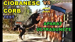 CEA MAI AGRESIVA FEMELA DE CIOBANESC CORB VS APARAT CU ULTRASUNETE CONTRA CAINI AGRESIVI - TEST