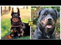 ROTTWEILER VS DOBERMAN ¿cual es mas PODEROSO?