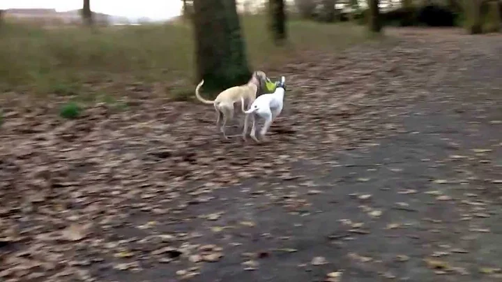 Whippets Play Keep-Away with Frisbee