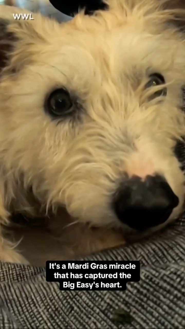 Rescue dog Scrim found safe again after going missing for months #shorts