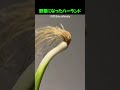 野菜になったハーランド