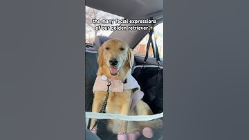 GOLDEN RETRIEVER AND HER MANY FACIAL EXPRESSIONS 😂❤️ very expressive with emotions #goldenretriever