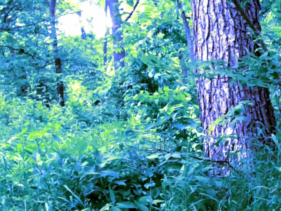 X-MARKS THE PEDWALK: Paranoid Illusions (LOST FILES / 1993)