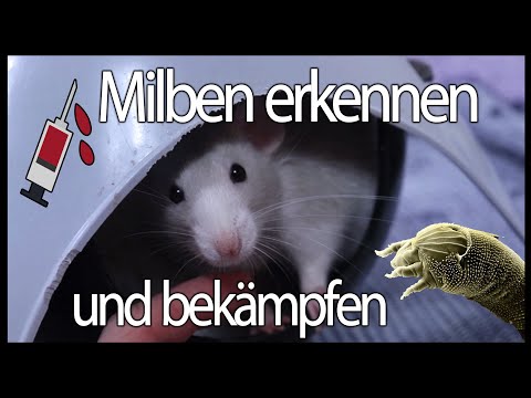 Video: Milbenbefall Bei Ratten