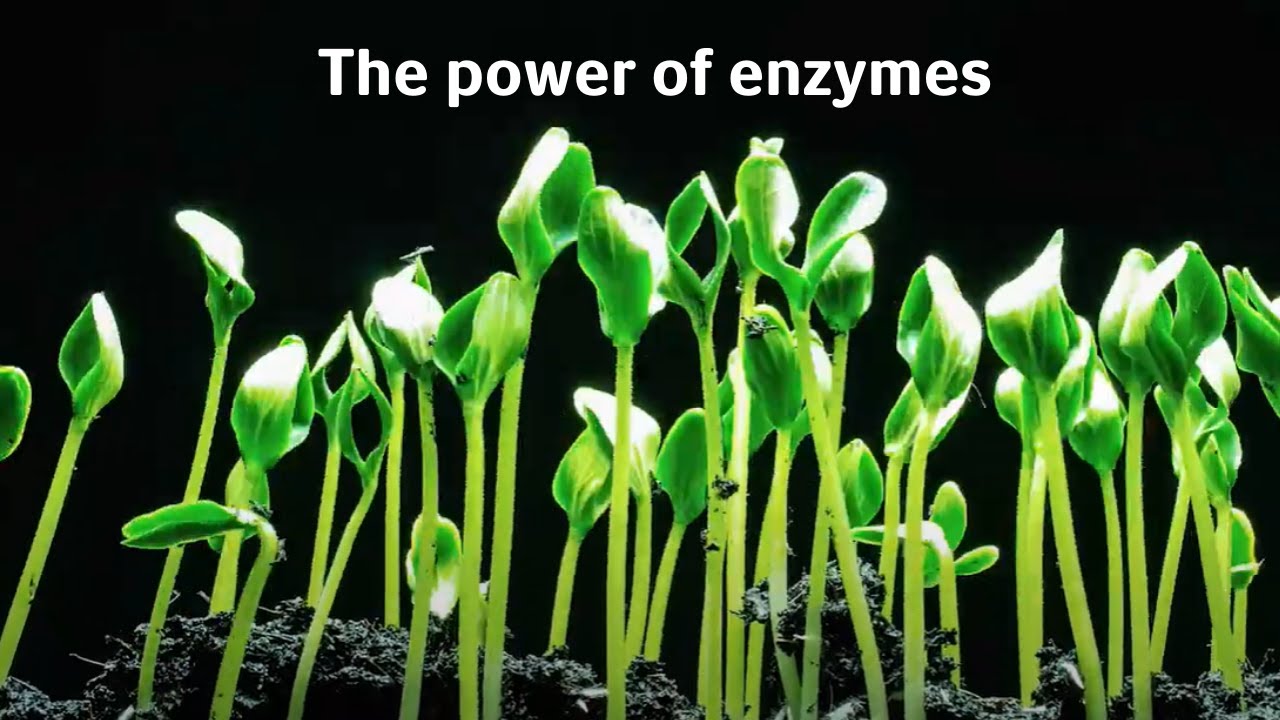 The power of enzymes