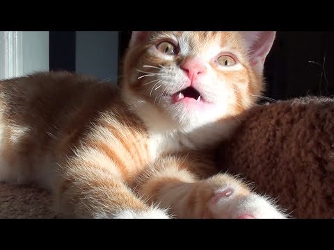 The Best Sound In The World = Cat Purrs