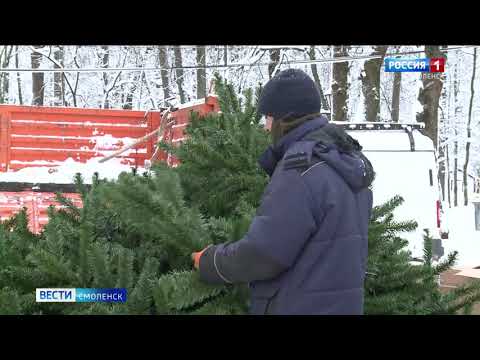 В Смоленске монтируют елку на площади Ленина