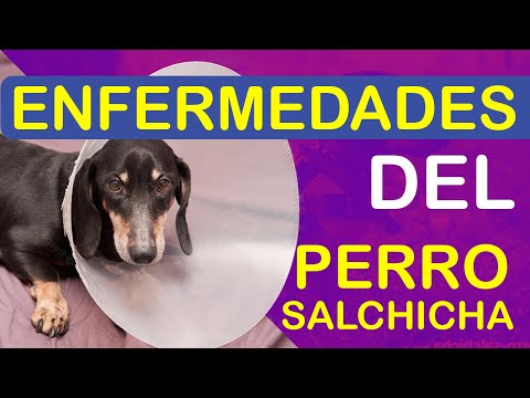 Qué enfermedades puede tener un perro salchicha, consecuencias y