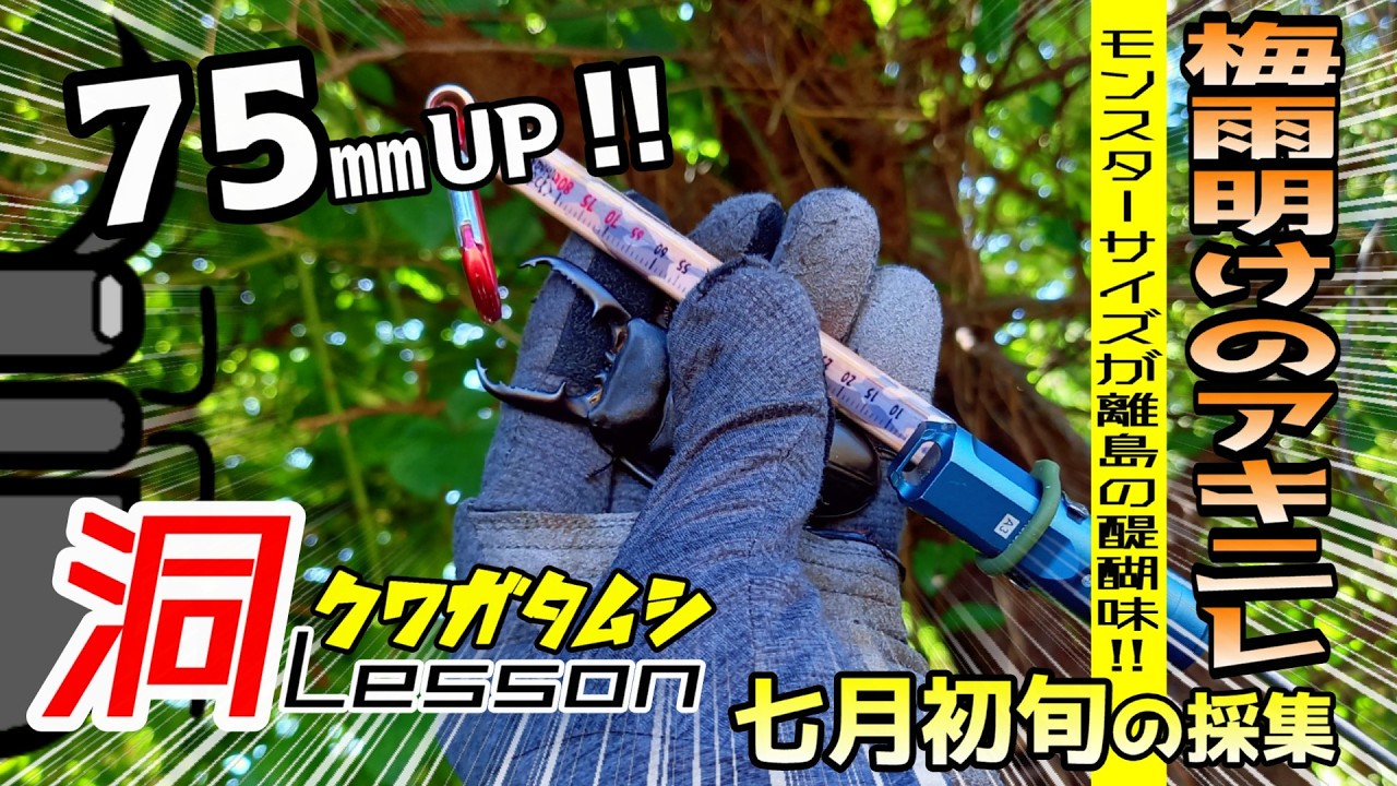 オオクワガタ・ヒラタクワガタ採集の必需品！「ひっかき棒