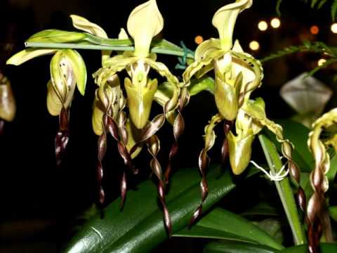 Paphiopedilum parishii (Пафиопедилум париши)...