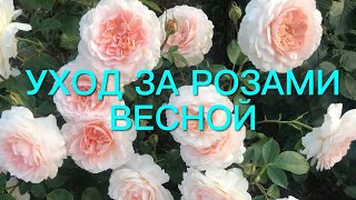 Розы. Все секреты ухода за розами весной. Укрывать розы в зиму или нет? Сравним результат зимовки.🌹