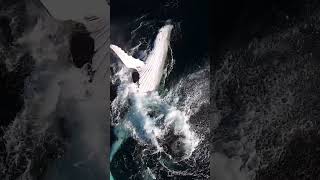 🌊 Butiful Nature #nature #viral #trending #shorts #short #shortvideo #youtubeshorts #video #ytshorts