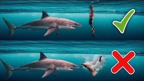 13 manieren om aanvallen van wilde dieren te overleven #feiten #uniekefeiten