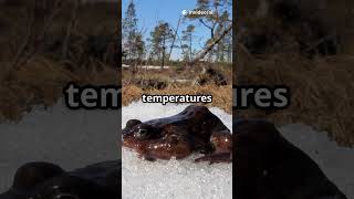 The Amazing Freeze-Tolerance of the IceFrog! #facts #scienceshorts #didyouknow