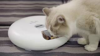 iPettie Donut 6Meal Automatic Pet Feeder with Programmable Timer