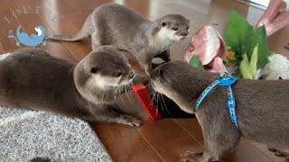 カワウソこむぎってどんな子？今までコラボしたカワウソ達が大集合！ What Kind of Otter is Komugi? Compilation of All His Otter Friends!
