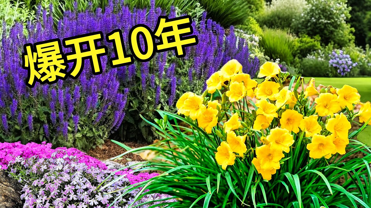 没人告诉你的5种‘永生花’！美到嫉妒，种一次爽十年！5 ‘Forever Flowers’ No One Told You About — Bloom for 10 Years!