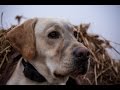 Waterfowl Hunting: Waterfowl Evolution Working with Hunting Dogs Episode 7 Full