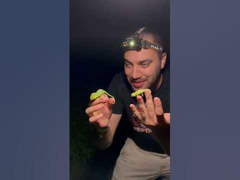 CATCHING WILD CHAMELEONS IN FLORIDA! Veiled Chameleons #shorts - YouTube