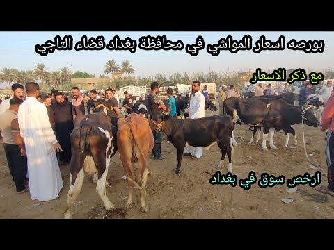 بورصه اسعار المواشي في جوبه قضاء التاجي في بغداد ارخص جوبه في بغداد لبيع وشراء المواشي