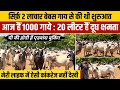 देखिए #kankrej के बाहुबली Bull. 1000 गायो की समुंद्र किनारे गौशाला। 👍20 लीटर की गाय, रोज़ 34 kg घी