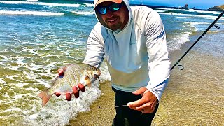 Catching BIG redtail SURF perch on the OREGON coast // Gear fishing #shorts