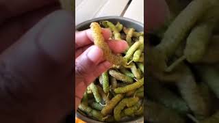 green Sweet Shetur | Indian mulberry | Sahtoot #fruit #sweet #indian #yummy #nature #viralshort