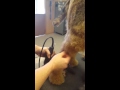 Airedale pet body trimming