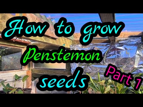 Video: Penstemon: tumbuh dari biji, perawatan, reproduksi. Metode pemuliaan Penstemon abadi