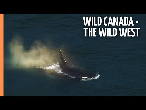 Wild Canada - The Wild West | Full Documentary
