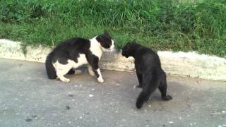 Cats fight / разборки котов Galaxy SII Cats fight / разборки котов Galaxy SII