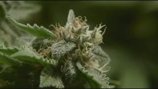 US officials to move to reclassify marijuana in historic shift