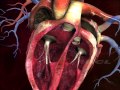 The Anatomy and Function of the Human Heart
