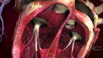 HCL Learning | Structure of the Human Heart